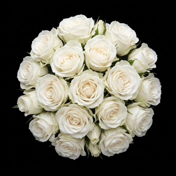 Spray Rose