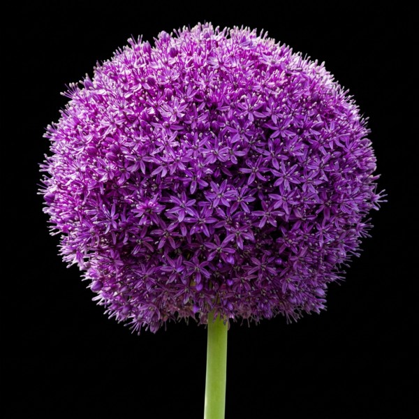 Allium