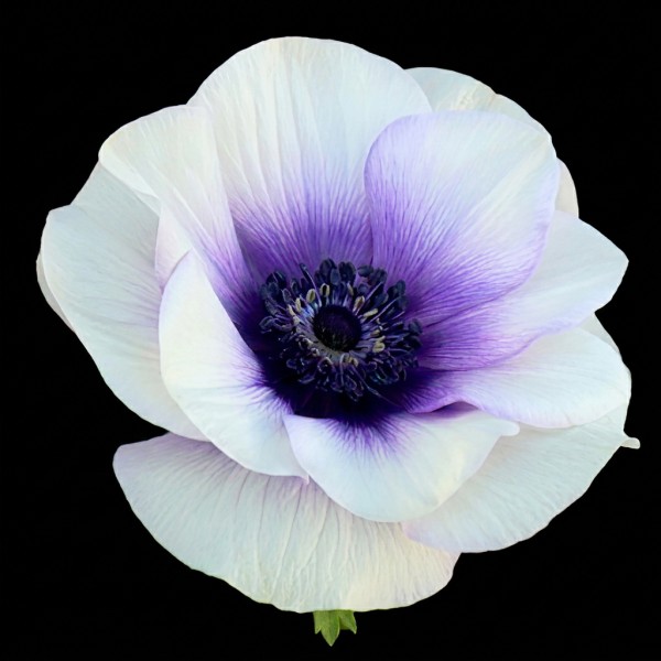 Anemone