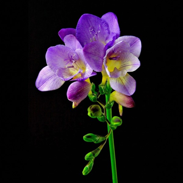 Freesia