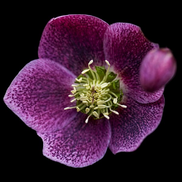 Helleborus
