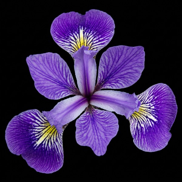 Iris