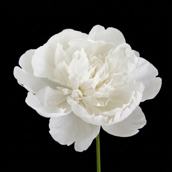 Peony