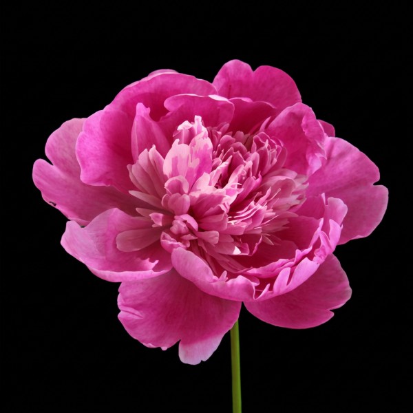Peony