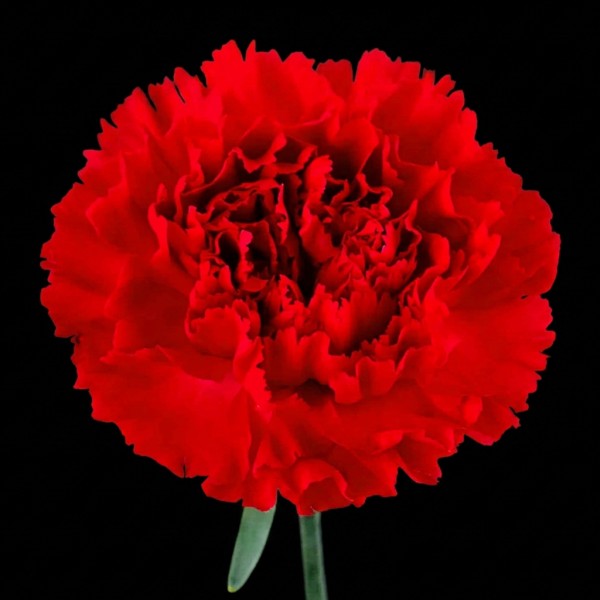 Carnation