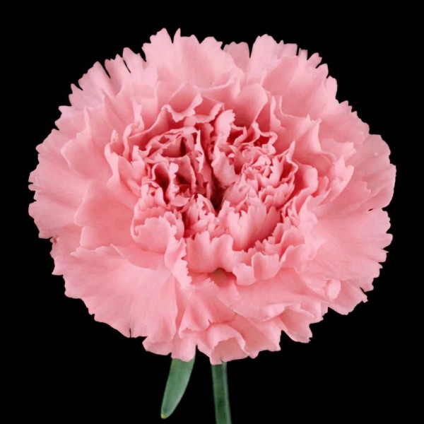 Carnation