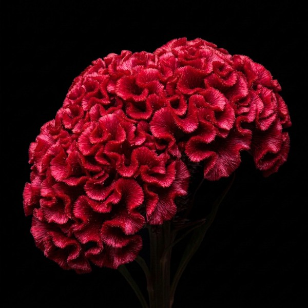 Celosia