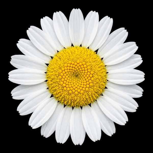 Chamomile