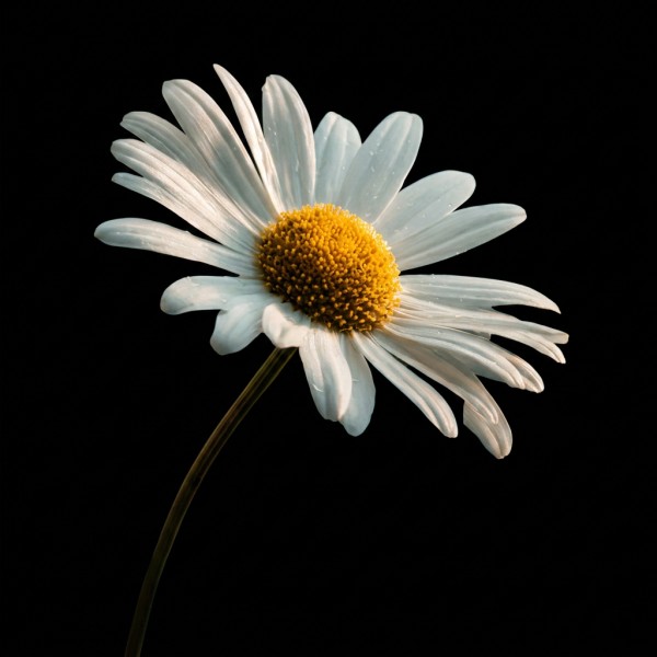 Daisy