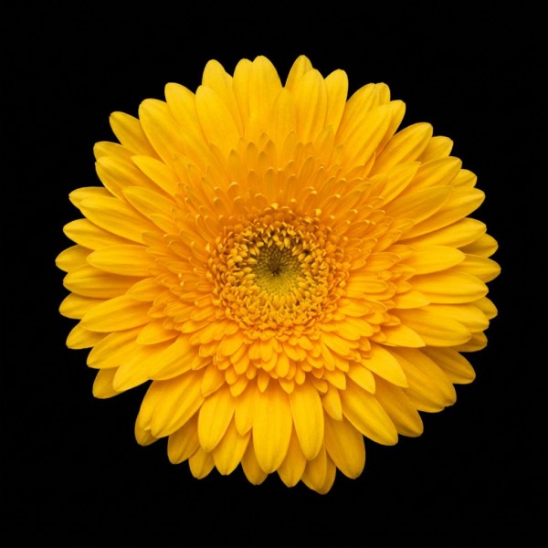 Gerbera