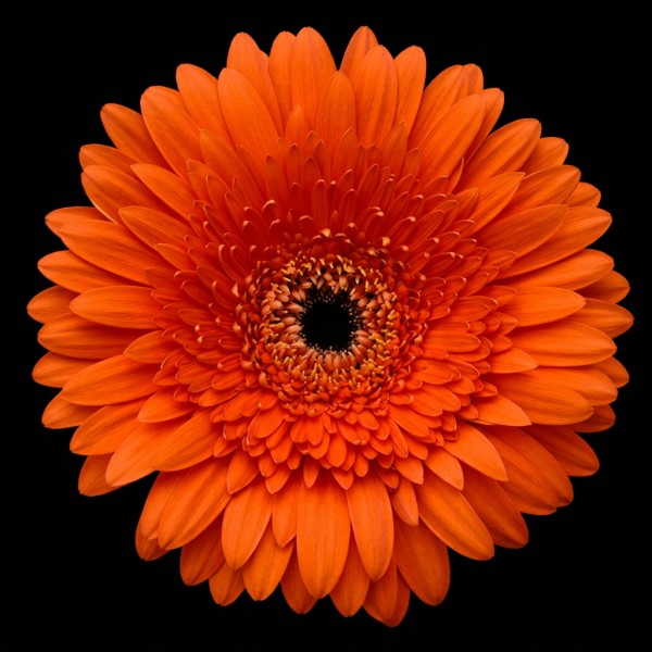 Gerbera